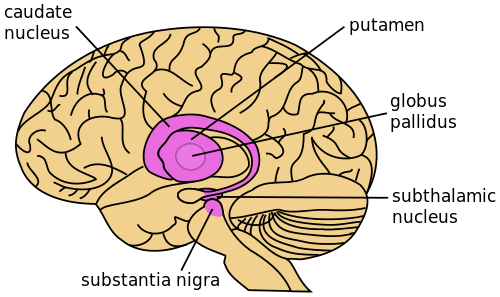 basal ganglia